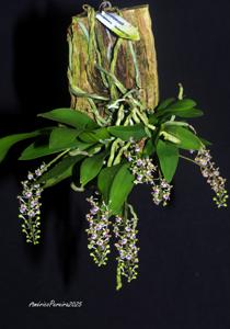 Saccolabiopsis pusilla