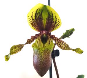 Paphiopedilum chamberlainianum var. latifolium