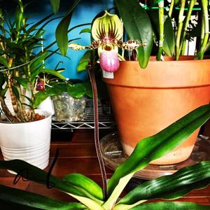 Paphiopedilum chamberlainianum