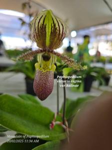 Paphiopedilum victoria-regina var. kalinae
