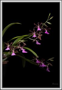 Encyclia cordigera