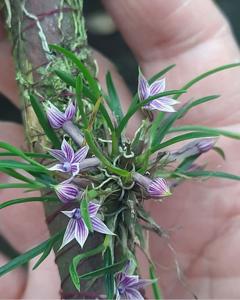 Dendrobium cyanocentrum