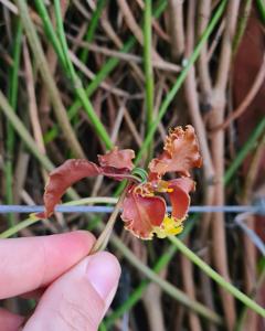 Cyrtochilum serratum