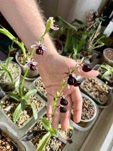 Ophrys ferrum-equinum