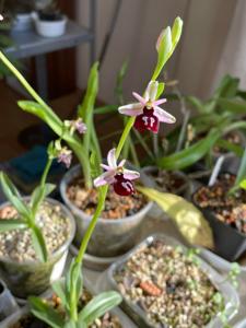 Ophrys ferrum-equinum