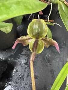 Paphiopedilum esquirolii