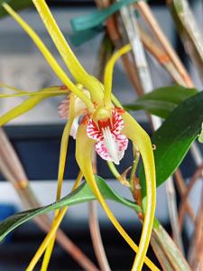 Dendrobium tetragonum subsp. giganteum