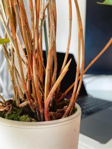 Dendrobium tetragonum subsp. giganteum