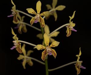 Vanda lamellata var. remediosae
