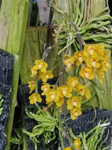 Chiloschista nakonpanomensis