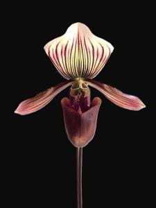 Paphiopedilum barbatum var. nigritum