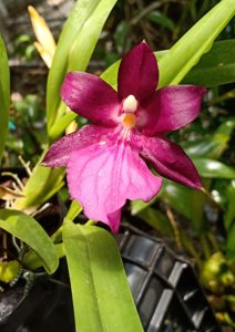 Miltonia spectabilis var. moreliana