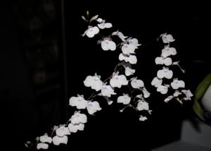 Ionopsis utricularioides