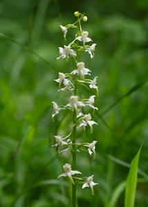 Platanthera chlorantha