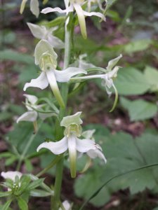 Platanthera montana