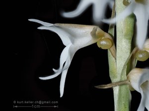 Peristylus constrictus