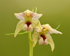 Epipactis helleborine subsp. orbicularis