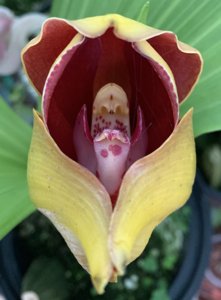 Anguloa hohenlohii var. hohenlohii