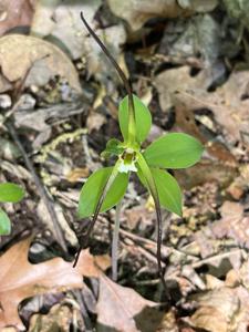 Isotria verticillata