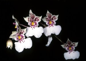 Caucaea phalaenopsis