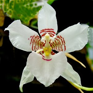 Rhynchostele cervantesii