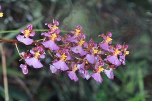 Tolumnia velutina