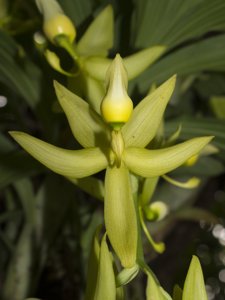 Cycnoches ventricosum