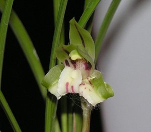 Cymbidium goeringii