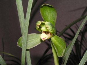 Cymbidium goeringii