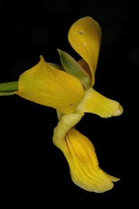 Eulophia speciosa