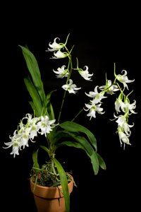 Sobennikoffia robusta