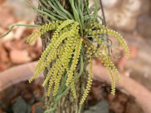 Campylocentrum burchellii