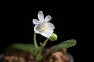 Phalaenopsis parishii f. alba