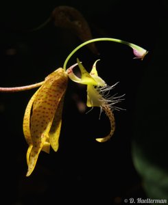 Polycycnis muscifera