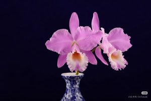 Cattleya labiata