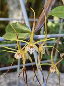 Dendrobium tetragonum var. melaleucaphilum