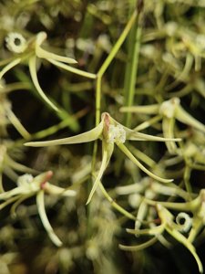 Dendrobium teretifolium var. teretifolium