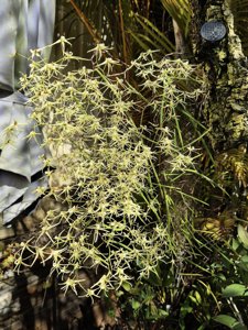 Dendrobium teretifolium var. teretifolium