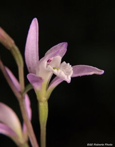 Triphora trianthophoros