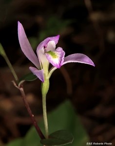 Triphora trianthophoros