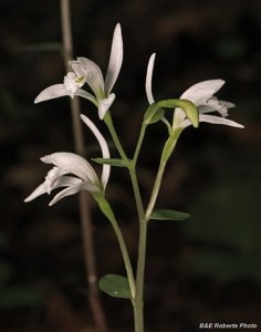 Triphora trianthophoros