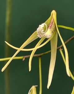 Dendrobium teretifolium var. teretifolium