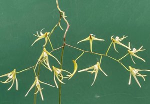 Dendrobium teretifolium var. teretifolium