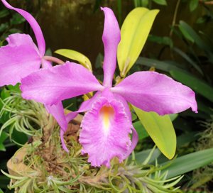 Cattleya maxima