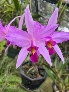 Laelia anceps var. lineata