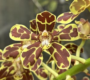 Grammatophyllum scriptum var. tigrinum