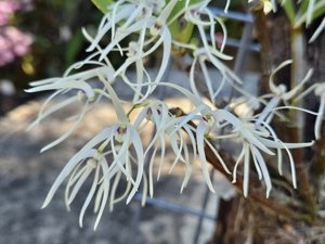 Dendrobium aemulum