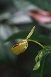 Selenipedium palmifolium