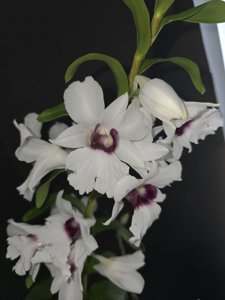 Dendrobium sanderae var. majus