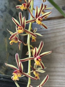 Cymbidium bicolor subsp. pubescens